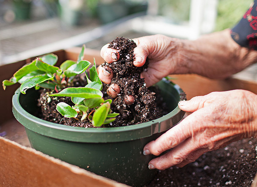 Adding fresh potting soil to a newly potted plant