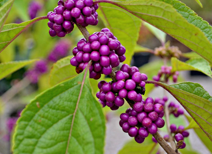 Beauty Berry shrub